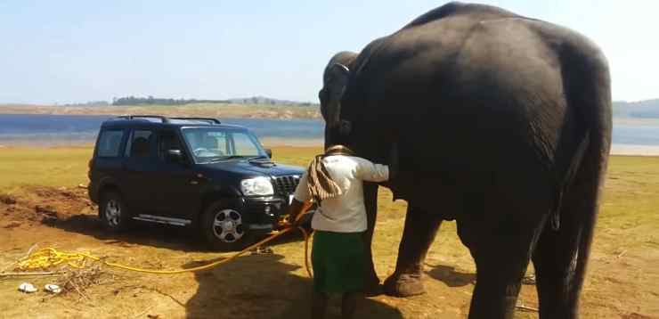 Elephant Rescues Mahindra Scorpio: The Most Unique Rescue You’ll See On The Internet [Video]