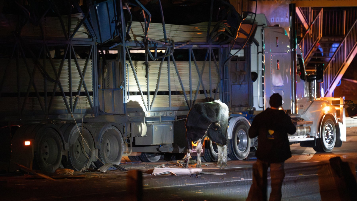 Low Bridge Crash Kills 22 Cows, Unleashing Herd Onto Highway